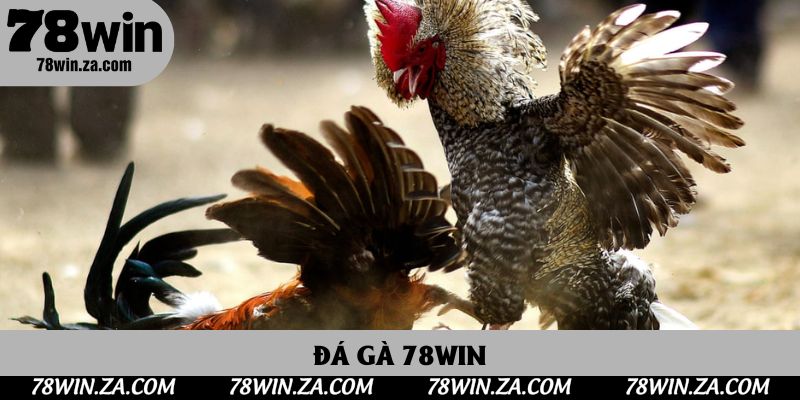 Đá Gà 78win Trực Tuyến Đỉnh Cao, Nơi Hội Tụ Cao Thủ